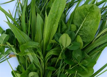 Frøbl. nr. 22 m. urter, 10 kg